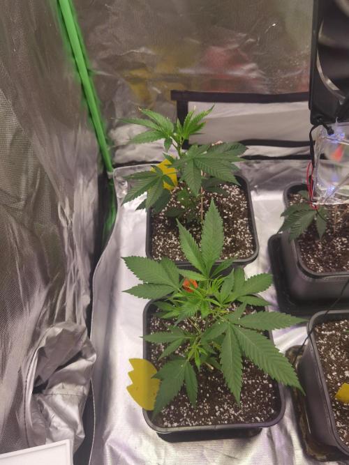 Elite Clones Gh WC Icc. Week 0