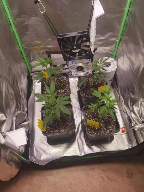 Elite Clones Gh WC Icc. Week 0