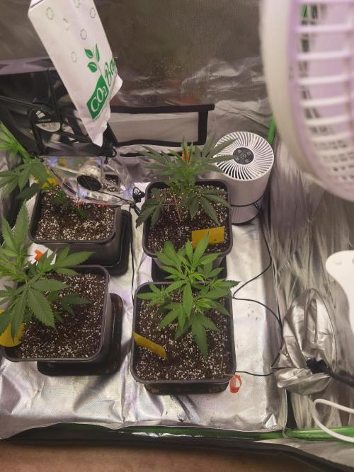 Elite Clones Gh WC Icc. Week 0