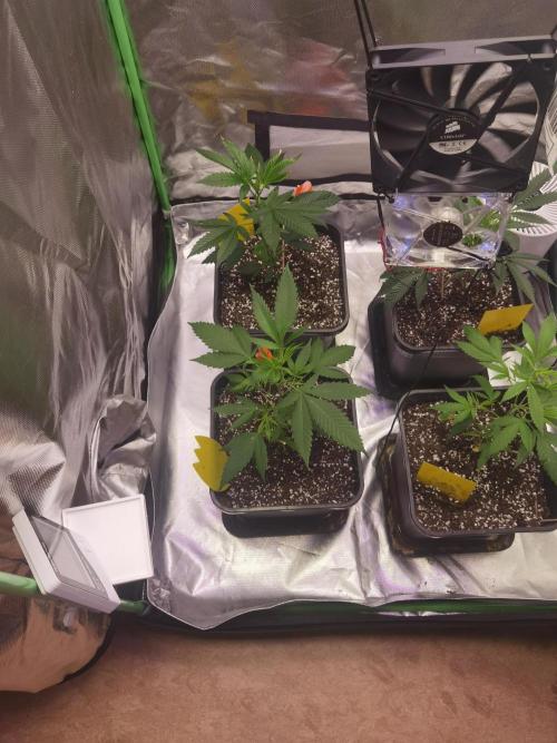 Elite Clones Gh WC Icc. Week 0