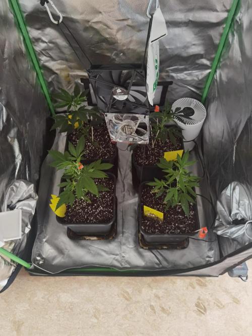 Elite Clones Gh WC Icc. Week 0