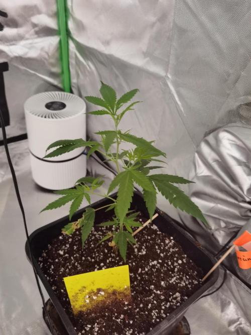 Elite Clones Gh WC Icc. Week 0