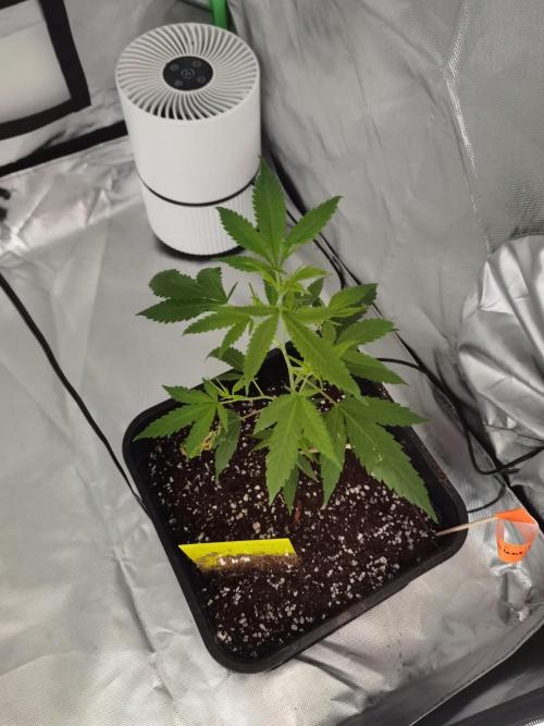 Elite Clones Gh WC Icc. Week 0