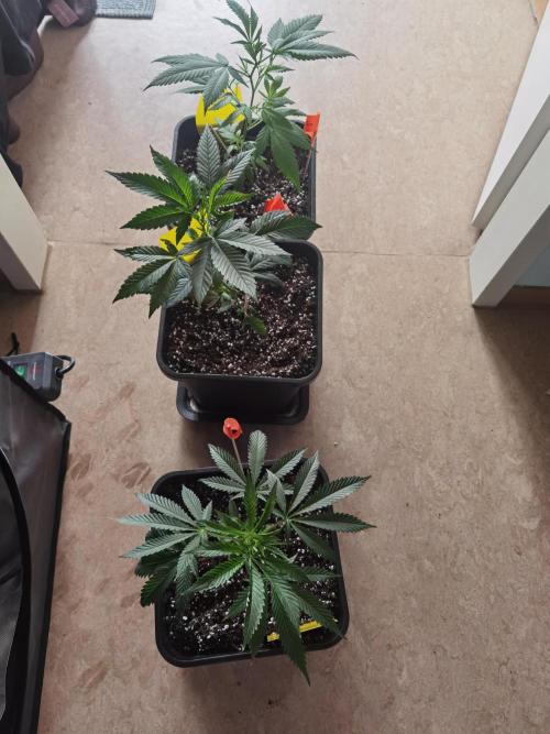 Elite Clones Gh WC Icc. Week 0