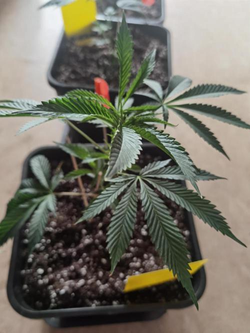 Elite Clones Gh WC Icc. Week 0