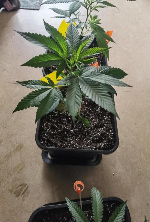 Elite Clones Gh WC Icc. Week 0