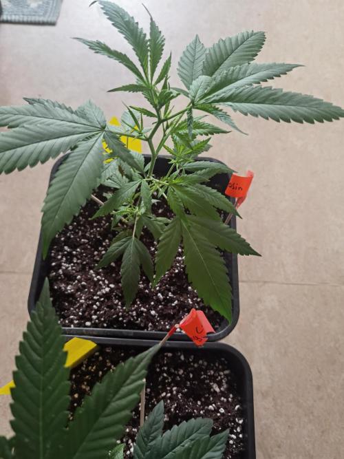 Elite Clones Gh WC Icc. Week 0