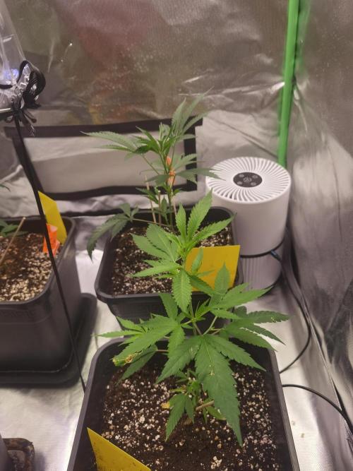 Elite Clones Gh WC Icc. Week 0