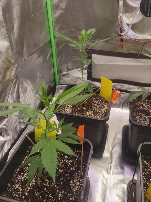 Elite Clones Gh WC Icc. Week 0