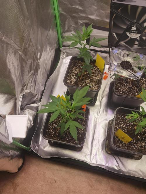 Elite Clones Gh WC Icc. Week 0