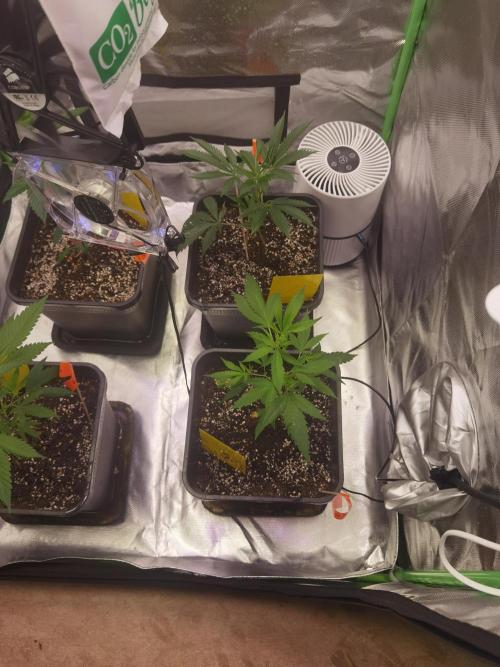 Elite Clones Gh WC Icc. Week 0