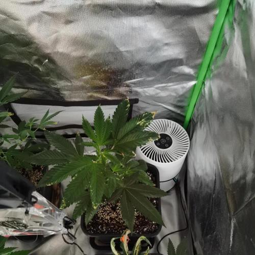 Elite Clones Gh WC Icc. Week 2