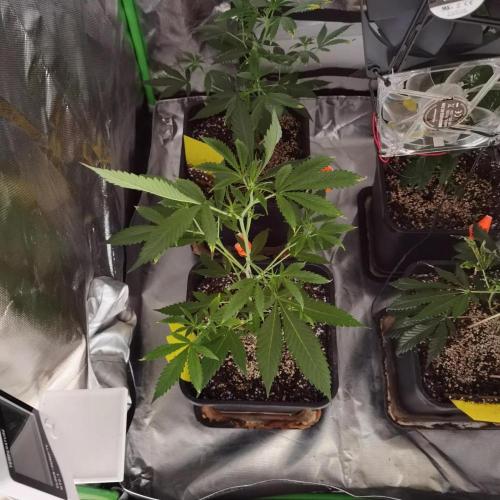 Elite Clones Gh WC Icc. Week 2