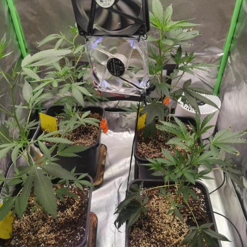 Elite Clones Gh WC Icc. Week 2