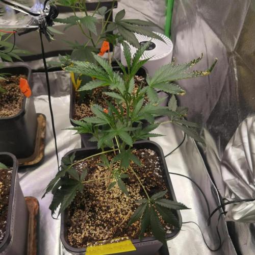 Elite Clones Gh WC Icc. Week 2