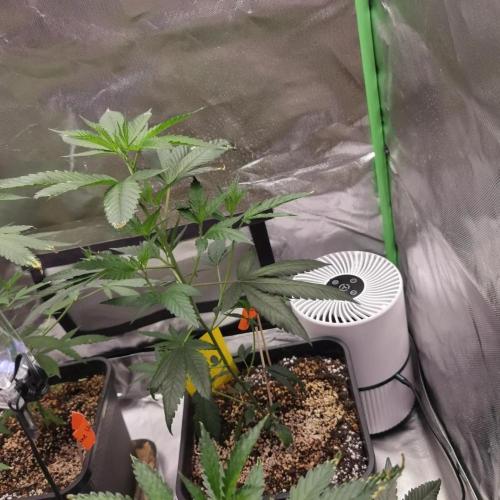 Elite Clones Gh WC Icc. Week 2