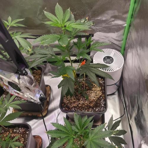 Elite Clones Gh WC Icc. Week 2