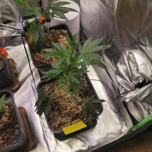 Elite Clones Gh WC Icc. Week 2