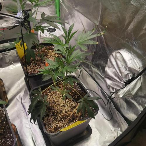 Elite Clones Gh WC Icc. Week 2