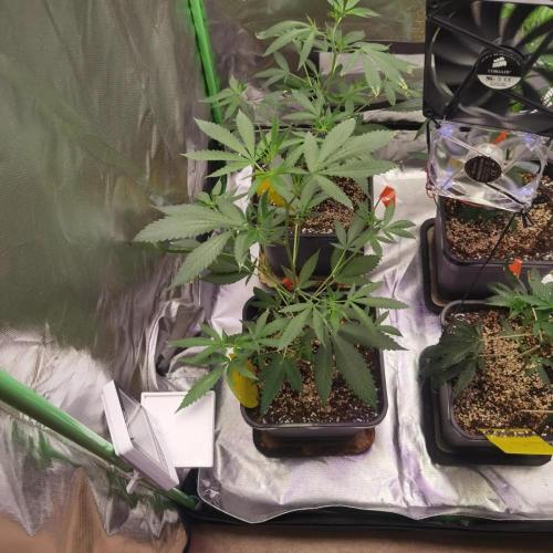 Elite Clones Gh WC Icc. Week 2