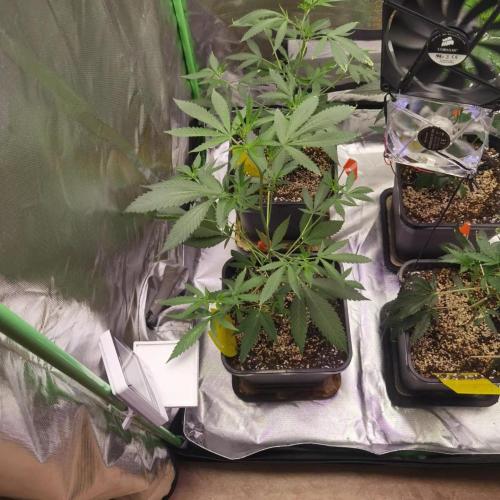 Elite Clones Gh WC Icc. Week 2