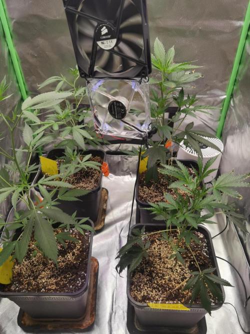 Elite Clones Gh WC Icc. Week 2