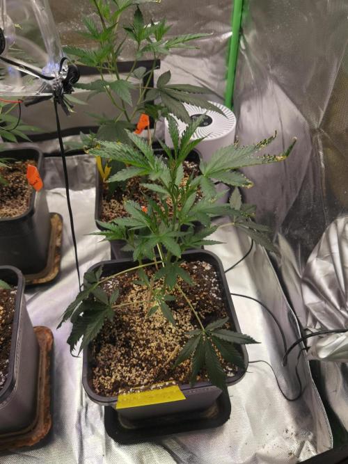 Elite Clones Gh WC Icc. Week 2