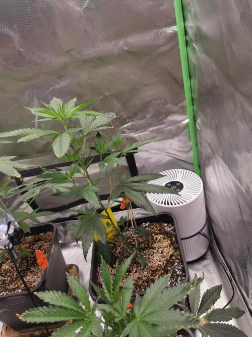 Elite Clones Gh WC Icc. Week 2
