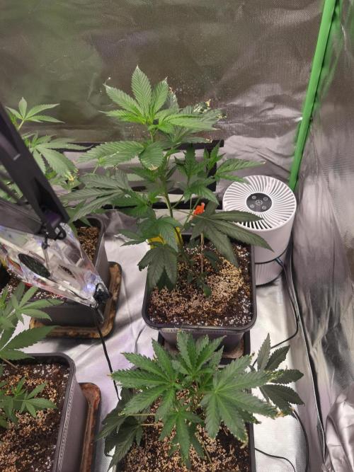 Elite Clones Gh WC Icc. Week 2
