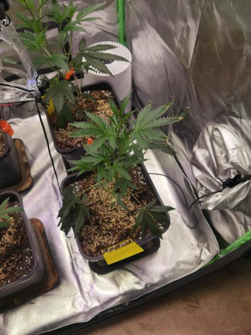 Elite Clones Gh WC Icc. Week 2