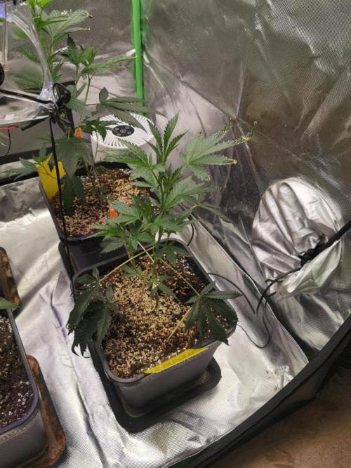 Elite Clones Gh WC Icc. Week 2