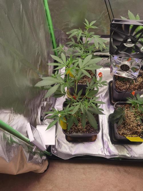 Elite Clones Gh WC Icc. Week 2