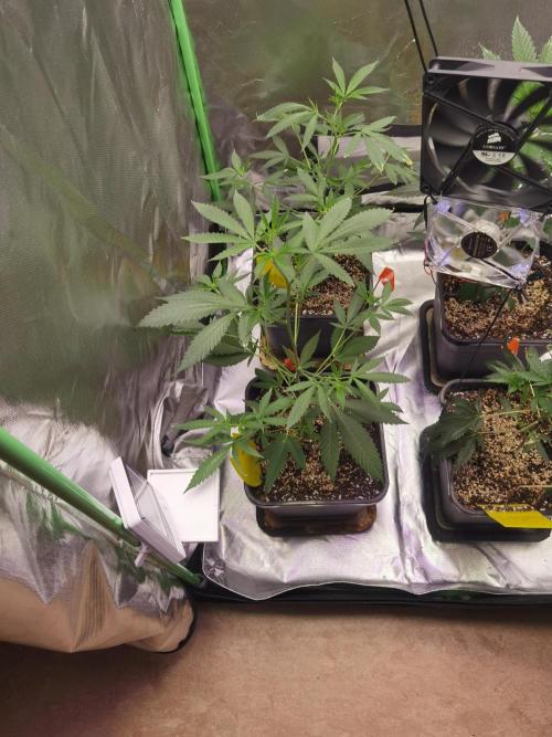 Elite Clones Gh WC Icc. Week 2