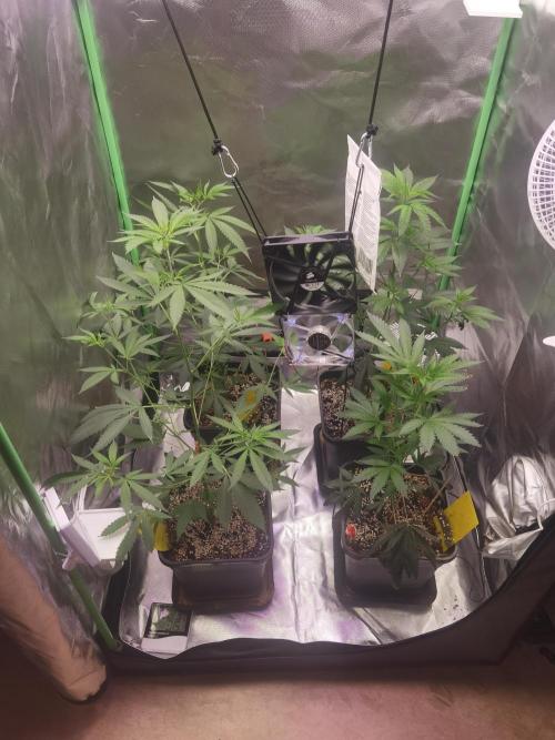 Elite Clones Gh WC Icc. Week 3
