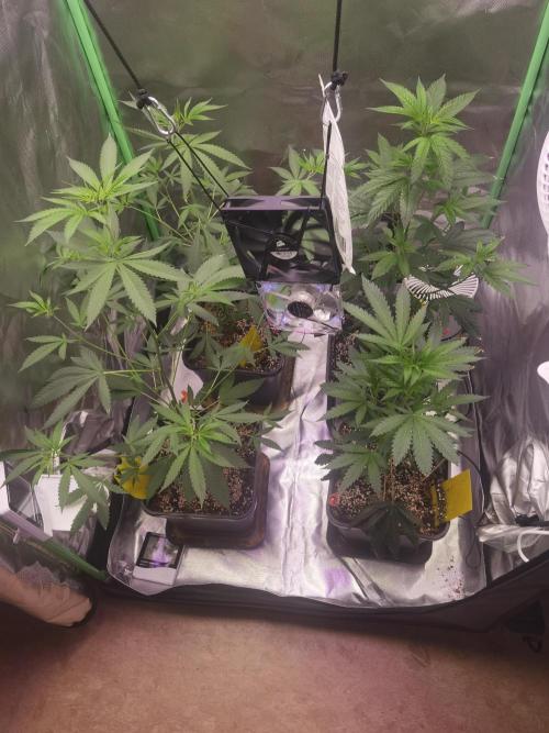 Elite Clones Gh WC Icc. Week 3