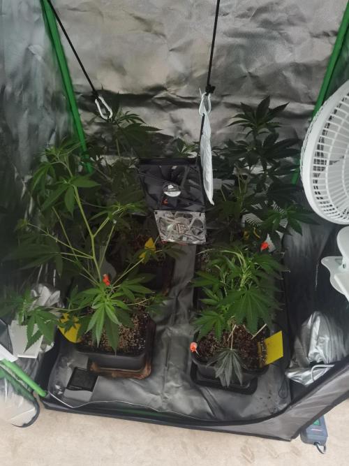 Elite Clones Gh WC Icc. Week 3
