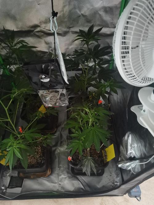 Elite Clones Gh WC Icc. Week 3