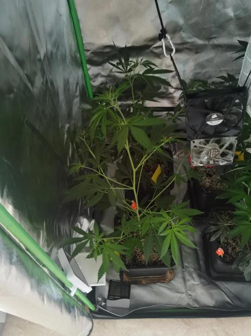 Elite Clones Gh WC Icc. Week 3
