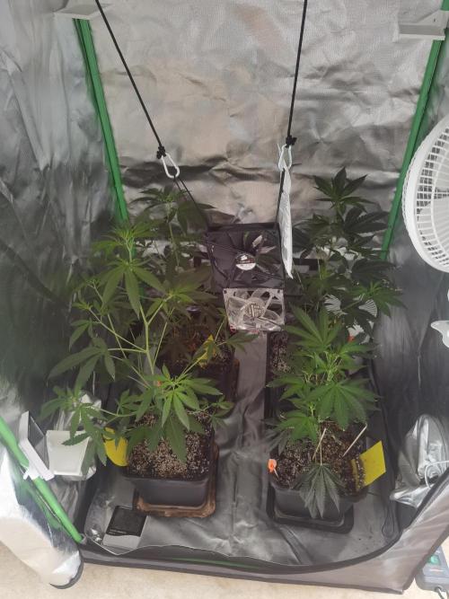 Elite Clones Gh WC Icc. Week 3