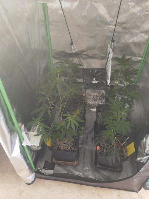 Elite Clones Gh WC Icc. Week 3