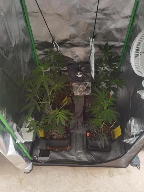 Elite Clones Gh WC Icc. Week 3