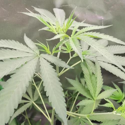Elite Clones Gh WC Icc. Week 4
