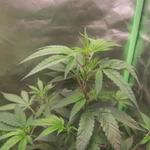 Elite Clones Gh WC Icc. Week 4