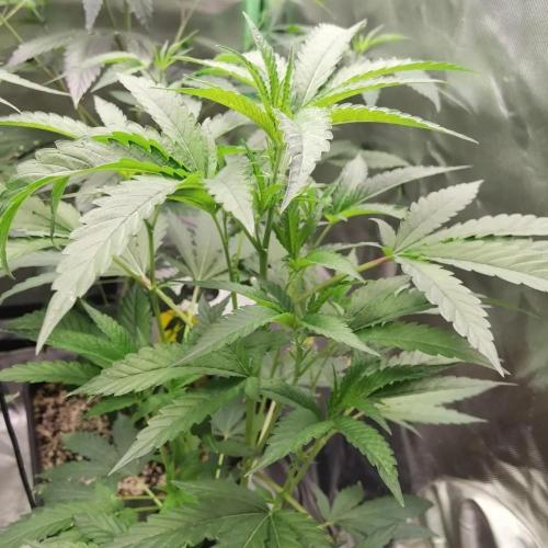 Elite Clones Gh WC Icc. Week 4