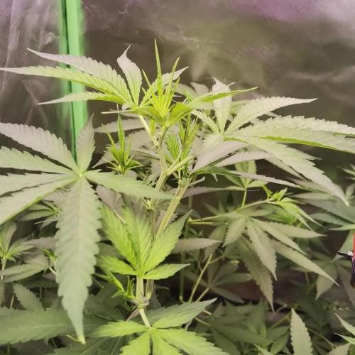 Elite Clones Gh WC Icc. Week 4