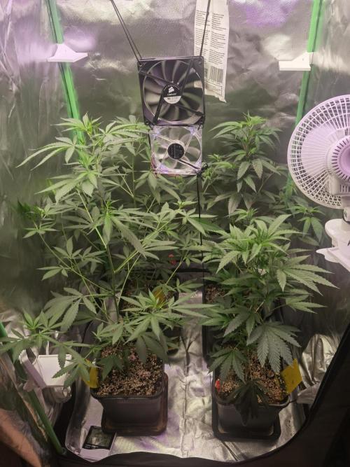 Elite Clones Gh WC Icc. Week 4