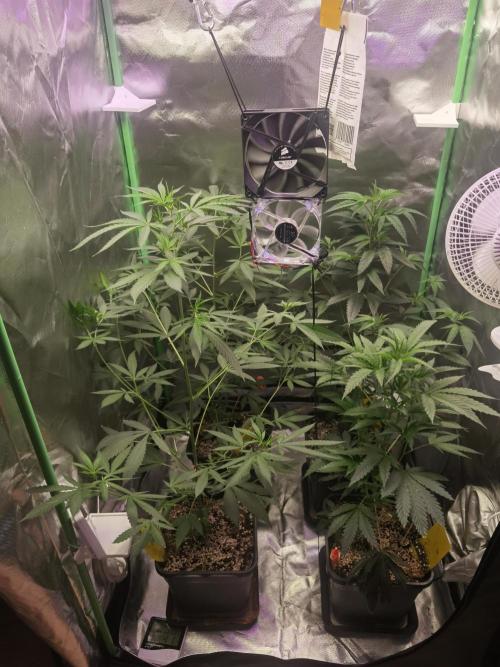 Elite Clones Gh WC Icc. Week 4