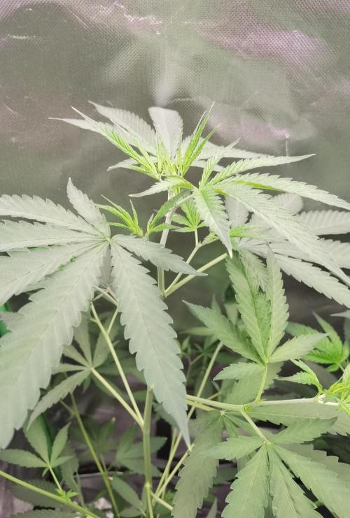 Elite Clones Gh WC Icc. Week 4