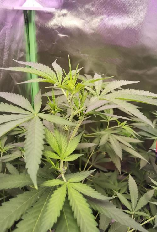 Elite Clones Gh WC Icc. Week 4