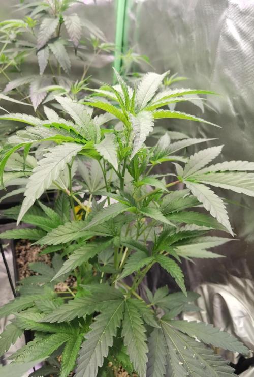 Elite Clones Gh WC Icc. Week 4
